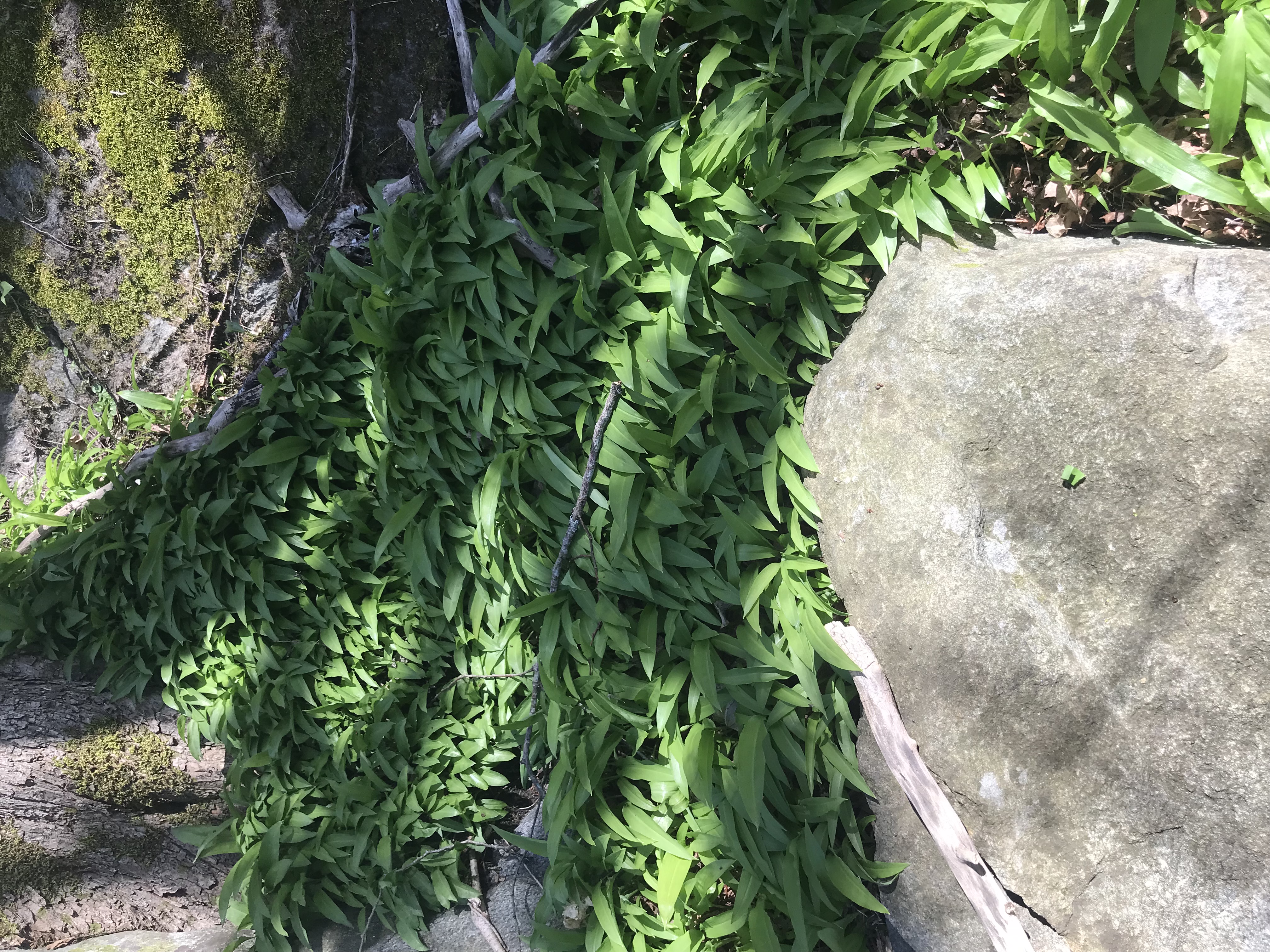 Ramsl%C3%B8kpesto_6680